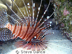Zebra Lionfish: Taken while exploring bommey during safet... by Steve Dance 